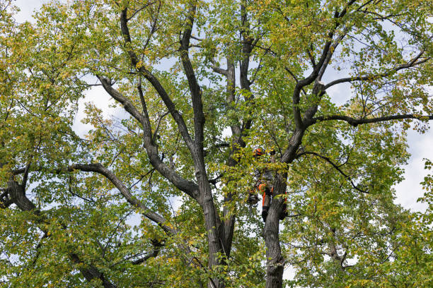 Reliable Rochester, IN Tree Care Solutions